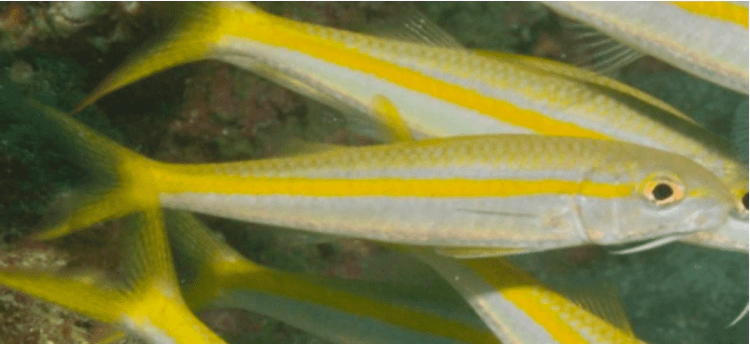 Mulloidichthys dentatus Goatfish WoRMS taxon details