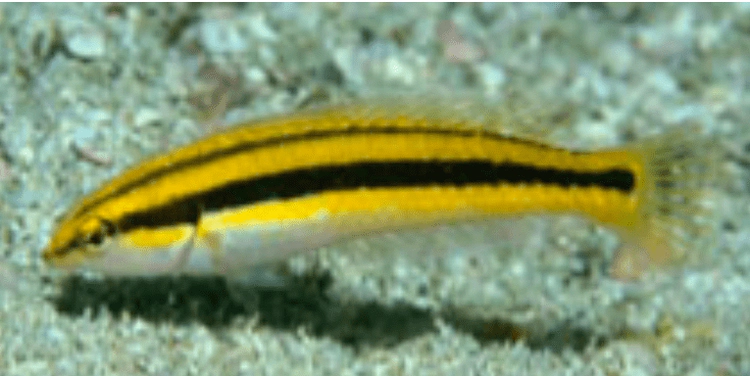 Halichoeres melanotis Golden Wrasse WoRMS taxon details