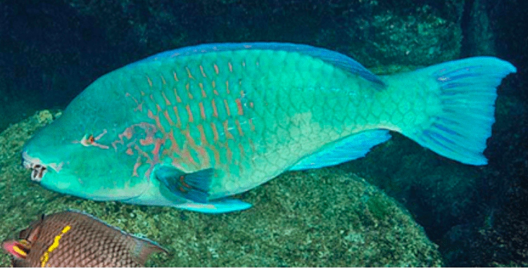 Scarus compressus Azure parrotfish WoRMS taxon details