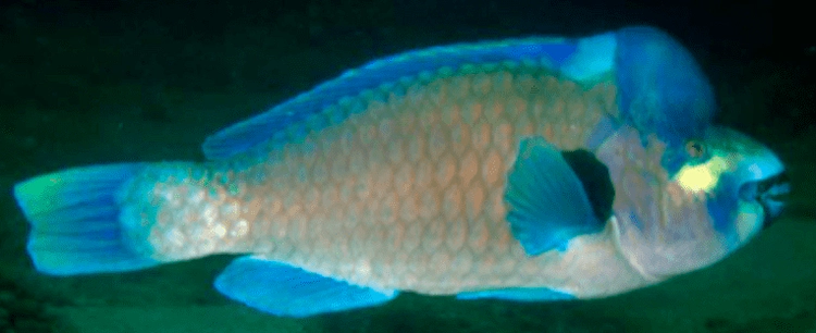 Scarus perrico Bumphead Parrotfish WoRMS taxon details