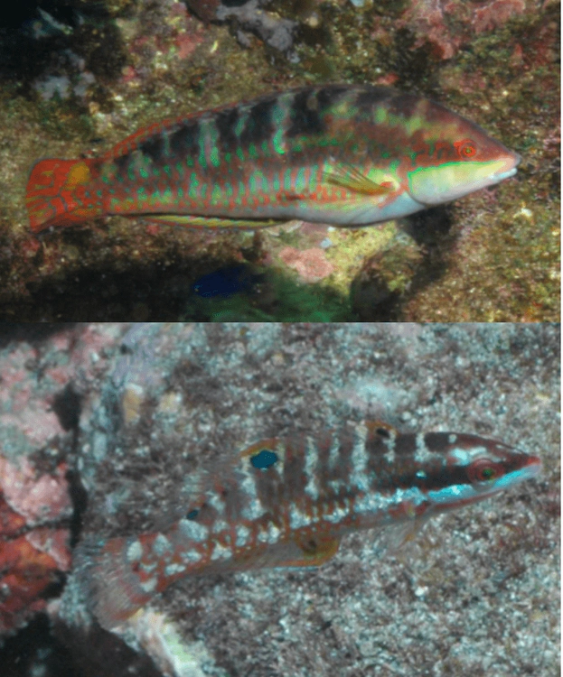 Halichoeres chierchiae Wounded Wrasse WoRMS taxon details