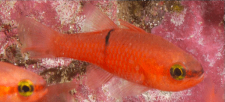 Apogon pacificus Pink Cardinalfish WoRMS taxon details