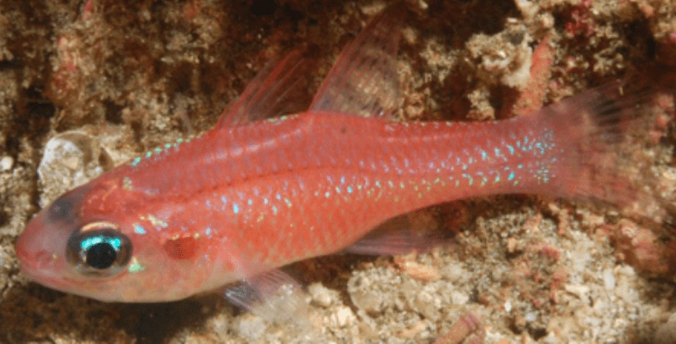 Apogon dovii Tailspot Cardinalfish WoRMS taxon details