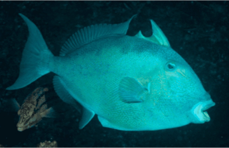 Balistes polylepis Finescale Triggerfish WoRMS taxon details