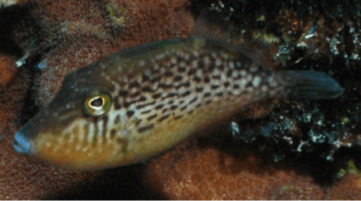 Sufflamen verres Orangeside Triggerfish WoRMS taxon details