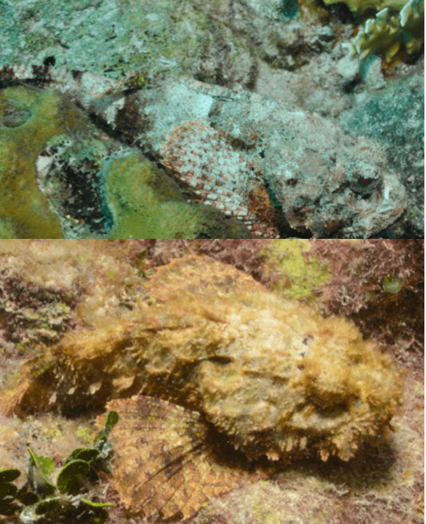 Scorpaena plumieri Spotted Scorpionfish WoRMS taxon details