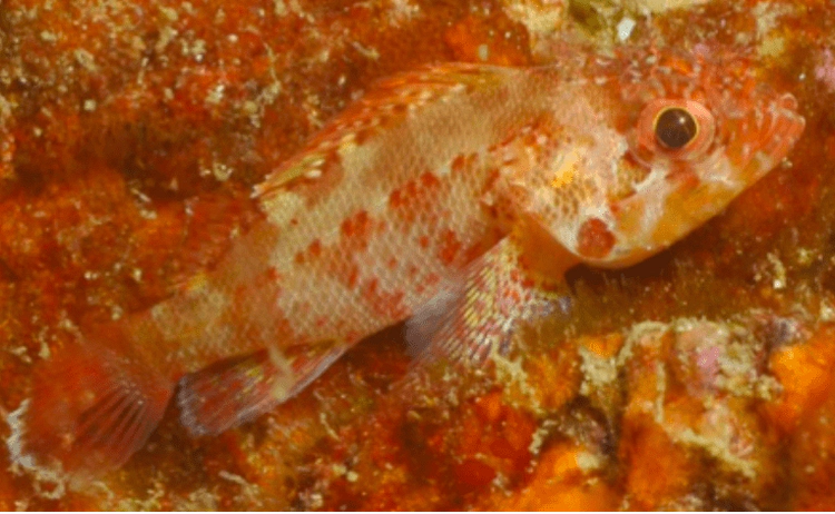 Scorpaenodes xyris Rainbow Scorpionfish WoRMS taxon details