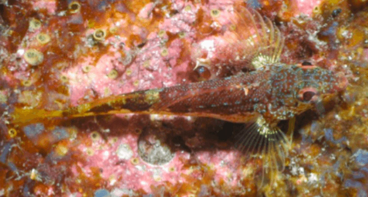 Lepidonectes clarkhubbsi Signal Triplefin WoRMS taxon details