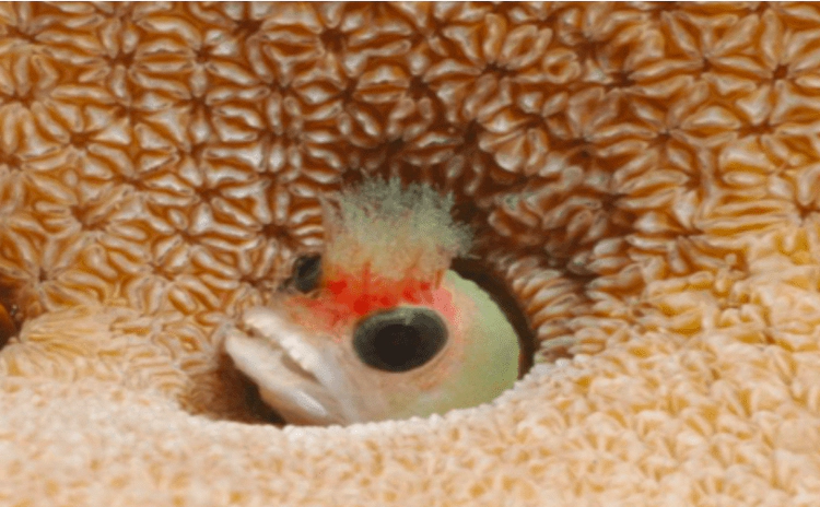 Mccoskerichthys sandae Tufted Blenny WoRMS taxon details