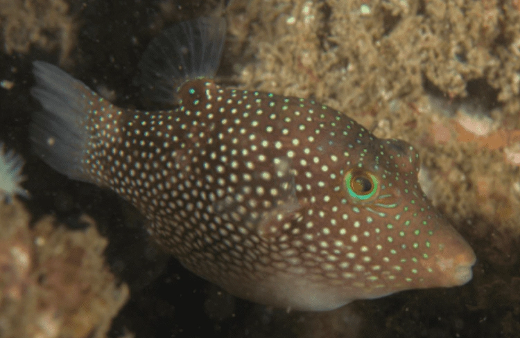 Canthigaster punctatissima Spotted Sharpnosed Puffer WoRMS taxon details