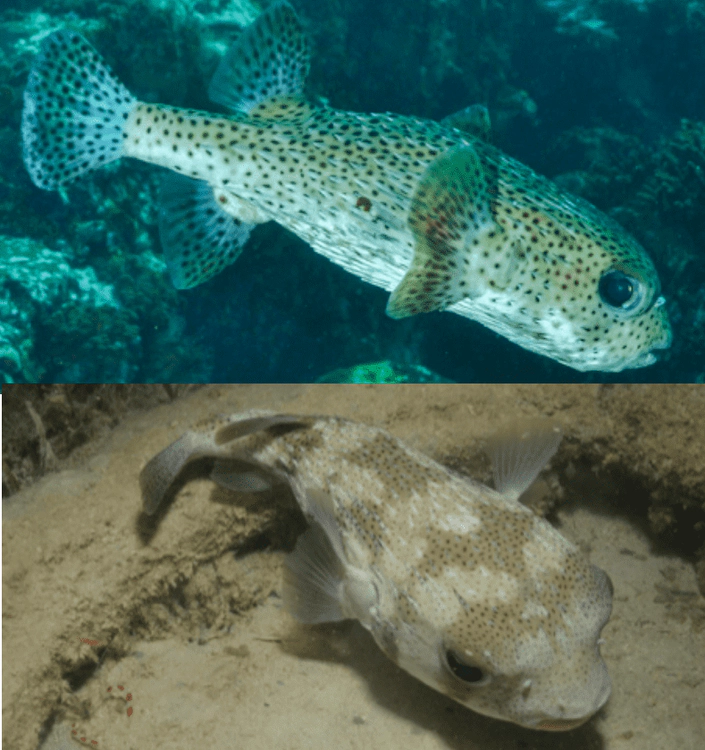 Diodon hystrix Spotted Porcupinefish, WoRMS taxon details