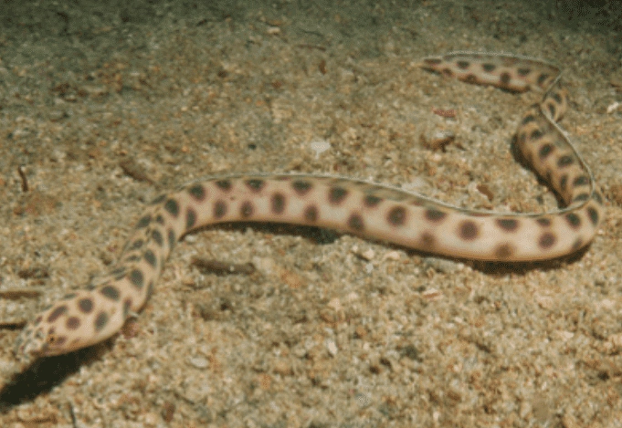 Myrichthys tigrinus Spotted Snake-eel WoRMS taxon details