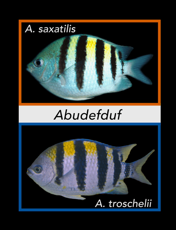 abudefduf1.png