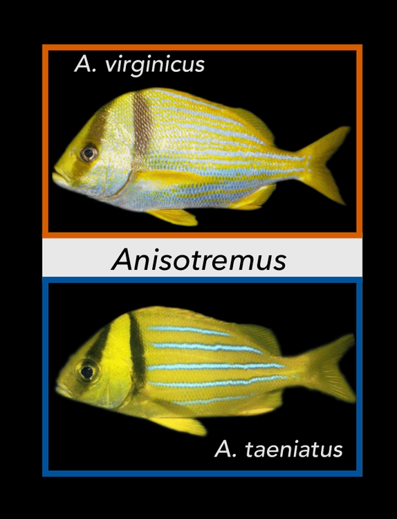 anisotremus.png