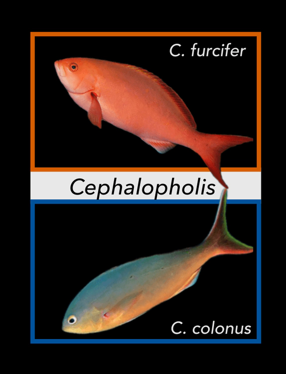 cephalopholis.png