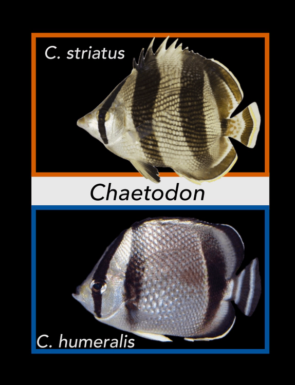 chaetodon.png