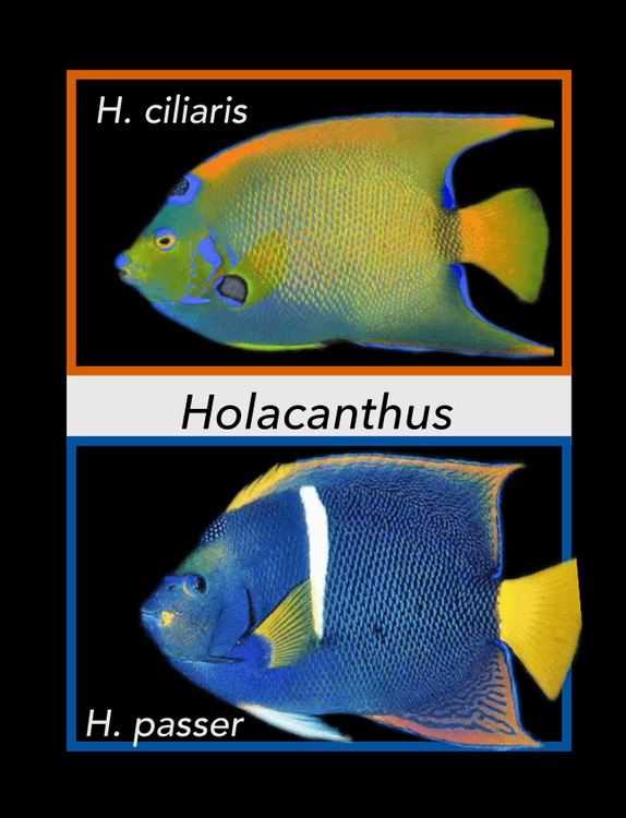 holacanthus.png