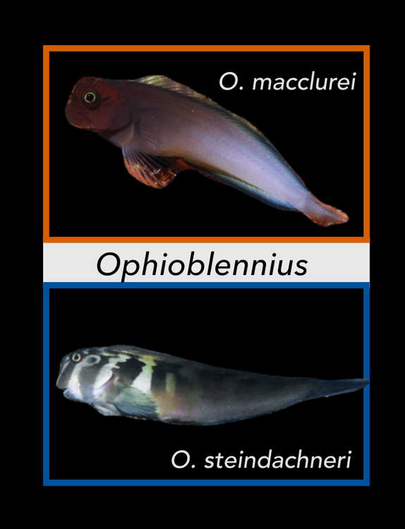 ophioblennius.png