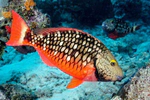 Reef Fish & their Microbes