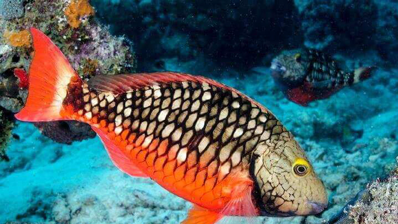Reef Fish & their Microbes