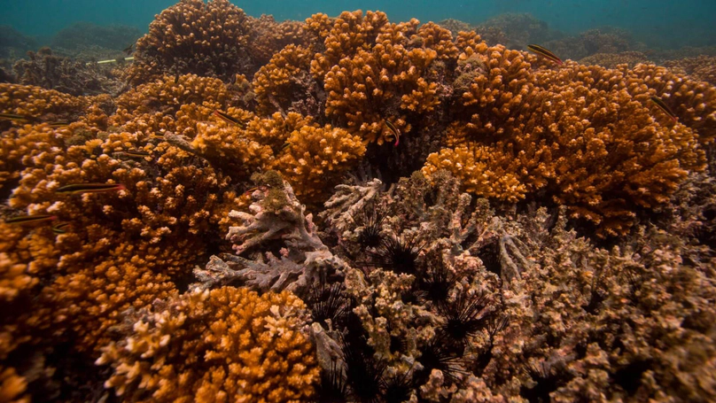 The future of Coiba coral reefs