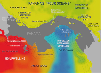 Panama's four oceans. Contrasting conditions of marine environments present a unique opportunity to understand the evolution of microbial symbiosis in the ocean.